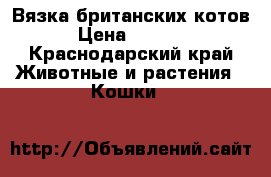 Вязка британских котов › Цена ­ 1 000 - Краснодарский край Животные и растения » Кошки   